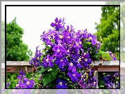 Clematis, Fioletowy, Płot, Drzewa, Liście, Lato