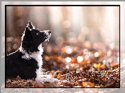 Border collie, Liście, Jesień