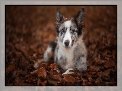 Leżący, Border collie, Liście