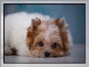 Szczeniak, Yorkshire terrier biewer