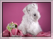 Sealyham Terrier, Pudełko, Kwiatki, Perły