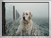 Golden retriever, Płot, Oszroniona, Trawa