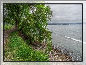 Drzewo, Wybrzeże, Morze, Kamienie, HDR