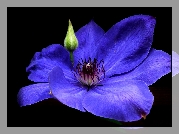 Przyroda, Kwiat, Clematis