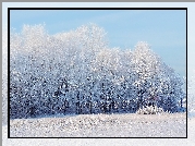 Zima, Śnieg, Las