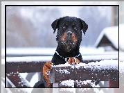 Rottweiler, Płot, Śnieg