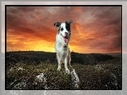 Pies, Border Collie, Zachód słońca, Wzgórze, Trawa