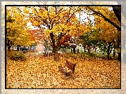 Park, Jesień, Aleja, Opadłe, Liście, Ławeczki