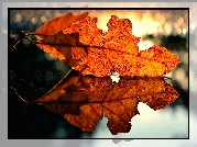 Jesienny, Liść, Odbicie, Bokeh