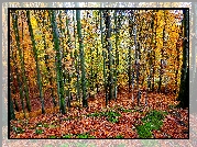 Las, Jesień, Drzewa