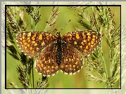 Motyl, Przeplatka atalia