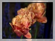 Tulipany strzępiaste, Rozmycie