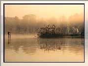 Jezioro, Mgła, Trzcina