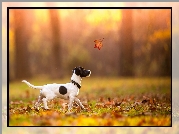 Jesień, Liście, Liść, Pies, Jack Russell terrier