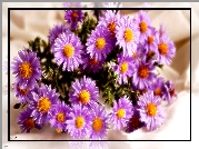 Aster, Grafika, Fractalius