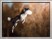 Border collie, Frisbee