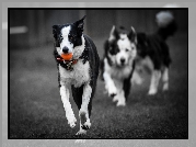 Psy, Border collie, Piłeczka, Bieg