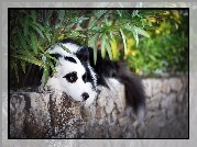 Pies, Border collie, Murek, Rośliny