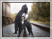 Psy, Owczarek francuski Briard, Bearded collie, Tory, Kolejowe