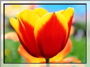 Żółto, Czerwony, Tulipan