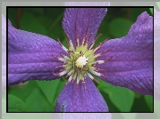 Przyroda, Kwiat, Clematis