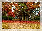 Polska, Gdańsk, Park Steffensa, Drzewa, Jesień