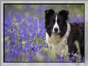 Pies, Border, Collie, Łąka, Kwiaty, Dzwonki