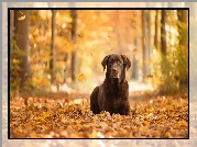 Labrador retriever, Las, Liście