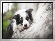 Border collie, Pyszczek, Kamień