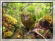 Lato, Dżungla, Kakapo
