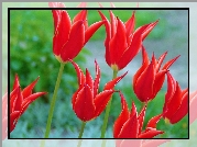 Czerwone, Tulipany