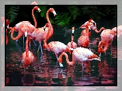 Flamingi, Staw