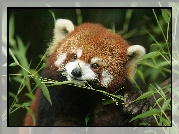 Panda, Czerwona, Pandka ruda