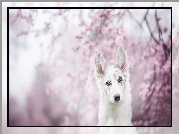 Border collie, Rozmycie