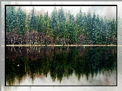 Jezioro, Las, Odbicie