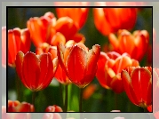 Przyroda, Kwiaty, Tulipany