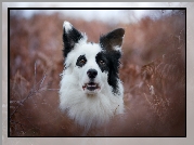 Border collie, Portret