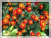 Aksamitka,Kwiaty,Żółty,Pomarańczowy