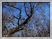 Gałęzie, Drzewo, Niebo