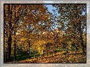 Jesień, Park, Drzewa, Liście, Ławka, Niebo