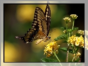 Motyl, Motylek, Żółte, Kwiatki