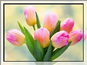 Różowo-żółte, Tulipany