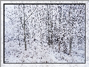 Zima, Drzewa, Śnieg