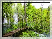 Wodospad, Las, Pomost, Plitvice, Chorwacja