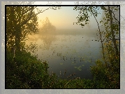 Jezioro, Mgła, Drzewa