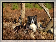 Border collie, Łąka, Rośliny, Konary