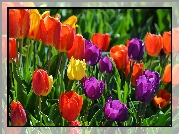 Tulipany, Kolorowe