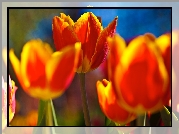 Pomarańczowo, Żółte, Tulipany