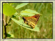 Owad, Motyl, Karłątek kniejnik, Liść