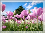 Tulipany, Różowe